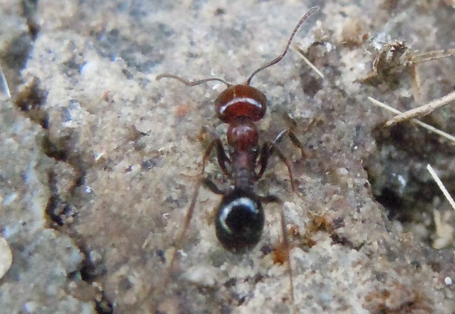 Messor minor, Formicidae